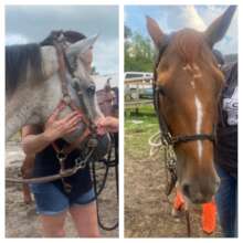 Staff meeting the therapy horses