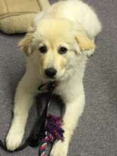 Aspen hard at work (and some play)