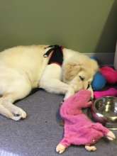 A hard day deserves a nap :)