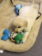 Aspen's first day at the office