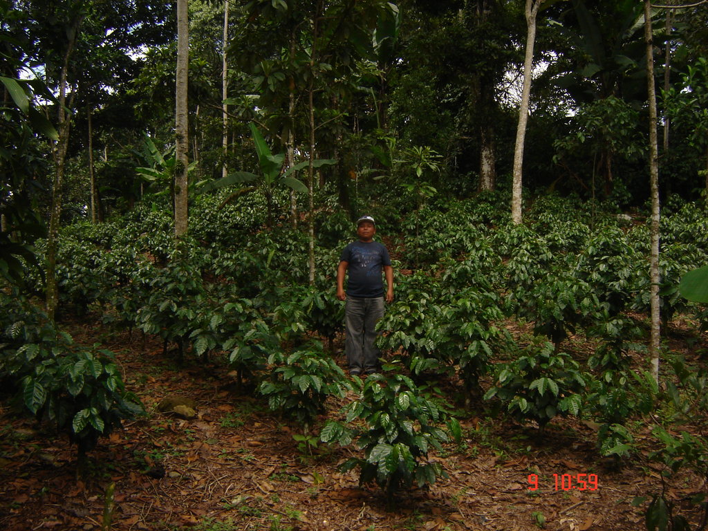 Web-based Small Business Mentorship for Guatemala