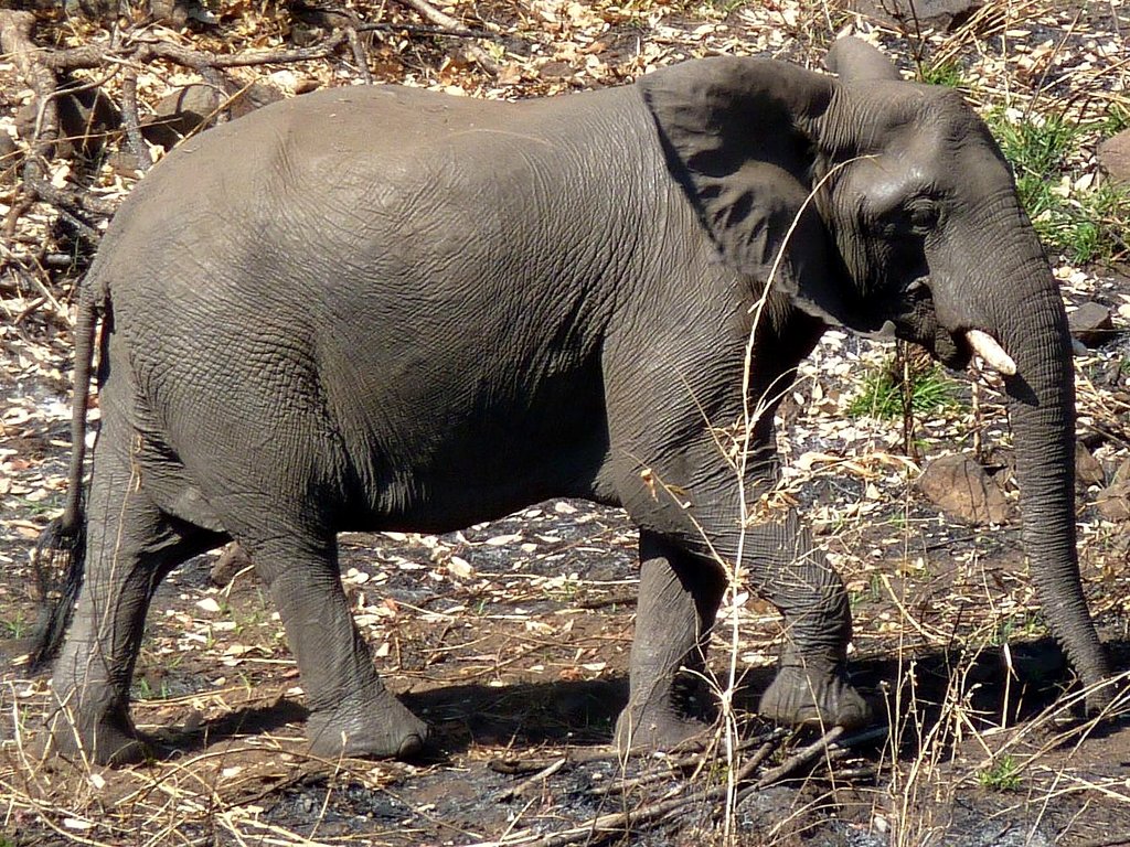 Help protecting Malawi's elephants