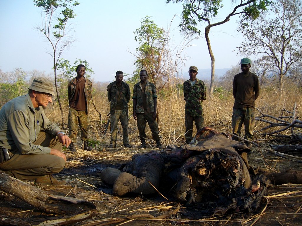 Help protecting Malawi's elephants