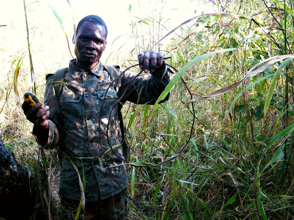 Help protecting Malawi's elephants