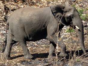 Thuma elephants