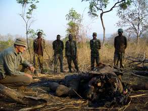 Poached elephant in Thuma