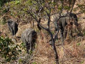 Elephants in Thuma Forest Reserve