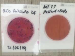 Bacteria growing on plates