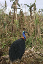 Fragmentation exposes habitat to cyclonic events