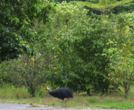 A visitor to our Daintree Native Nursury last week
