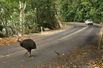 Cars & Cassowary Don't Mix, Liz Gallie Photo