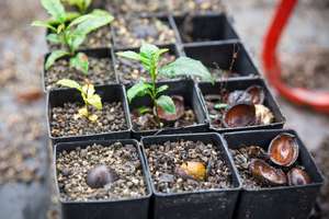 Seedlings in the nursery (c) Martin Stringer