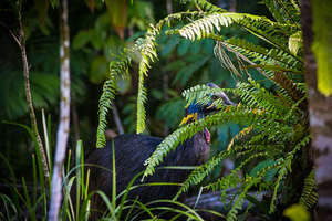 Teenage cassowary checking out the planting