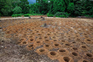 Holes were dug in advance to save volunteer backs!