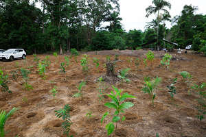 Day 1 : some of the plantings