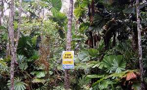 Adopt a Cassowary's Home