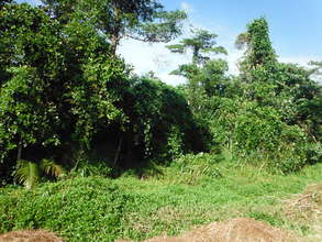 Before weeds are removed
