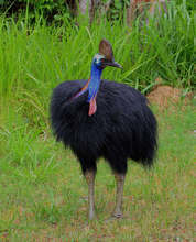 The Endangered and Elusive Keystone Species