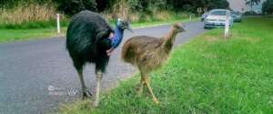 Cassowary Crossing_credit Rob Omnis phi-images