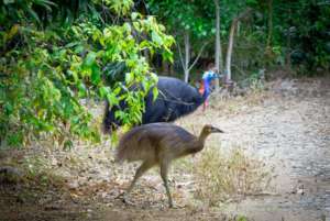 Cassowary Father with his chick