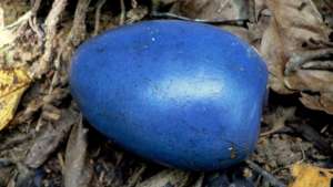 Cassowary Plum