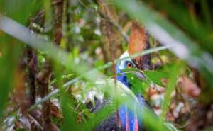 Southern Cassowary - Martin Stringer Photography