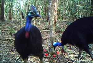 Cassowary and Red Lures