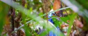Cassowary in the Daintree_credit Martin Stringer
