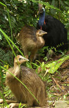 A Cassowary requires 250ha in which to breed