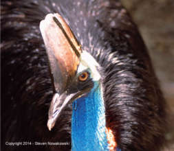 Cassowary Added to Threatened Species List