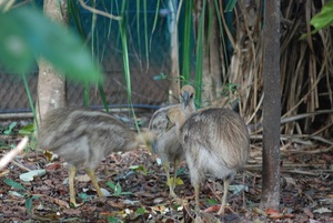 a rare photo - all three chicks standing still
