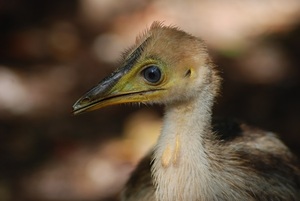 Chicks in care are growing larger by the day