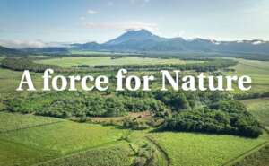 110 Cape Tribulation Rd looking towards the Oxbow