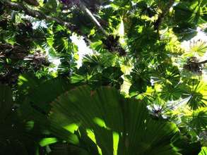 Fan palms in the Daintree Rainforest