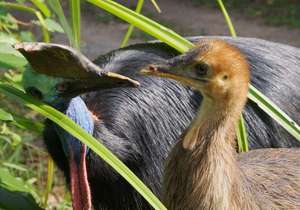 A male cassowary and his young