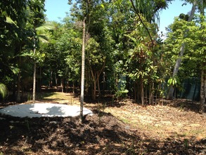 Cassowary enclosure for when the chicks have grown