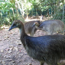Juvenile cassowaries - Garner's Beach Centre