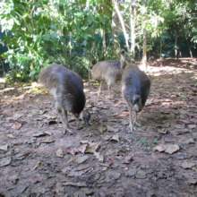 The three cassowaries - September 2015