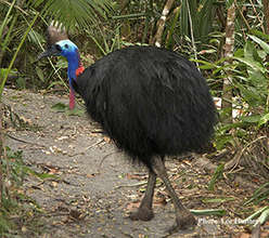 The Cassowary is critical to rainforest ecology