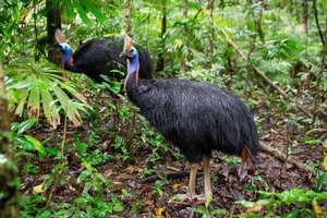 Cassowaries in the Daintree (C) Martin Stringer