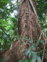 Impressive Buttress Roots on Canopy Floor