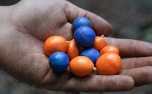 Nico Seed Collecting - Martin Stringer Photography