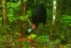 Cassowary caught by camera trap