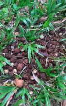 Cassowary Poo found recently at NightWings