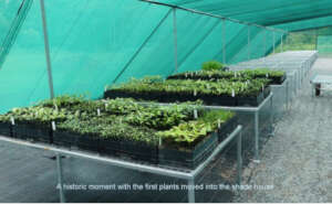 First Seedlings in the New Native Nursery