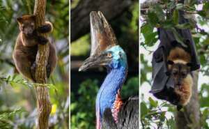 Wildlife of NightWings