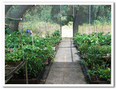 Rainforest Rescue's Daintree Nursery