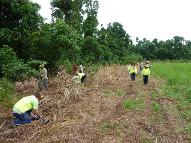 Planting at a Mission Beach Cassowary Corridor