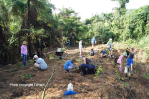 Volunteers reforesting Cassowary Habitat