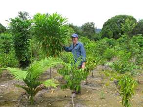New Cassowary Habitat Growing